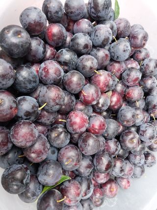 금동이네님의 기타작물 · 자유게시판 작성글 사진