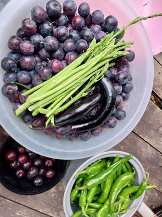 금동이네님의 기타작물 · 자유게시판 작성글 사진