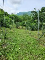 팜모닝 사과·영농일지 게시글 이미지