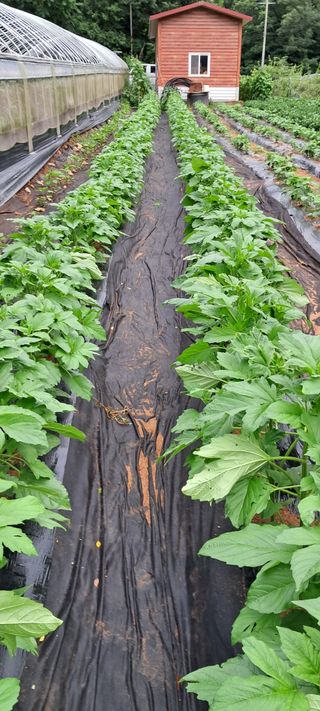 이계대님의 참깨 · 병해충상담 작성글 사진