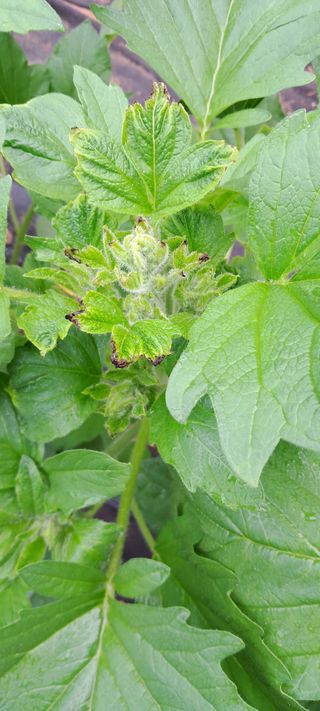 이계대님의 참깨 · 병해충상담 작성글 사진