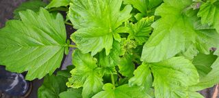 이계대님의 참깨 · 병해충상담 작성글 사진