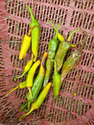 복숭아11950님의 최고의 제초제는 무엇인가요? · 참여 작성글 사진