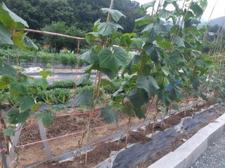 신 난다님의 오이 · 자유게시판 작성글 사진