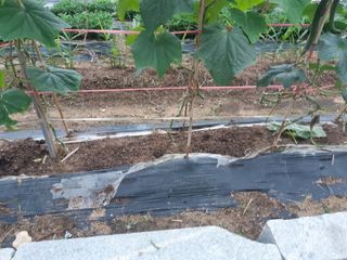 신 난다님의 오이 · 자유게시판 작성글 사진