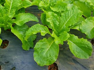 찡찡님의 상추 · 자유게시판 작성글 사진