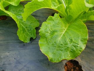 찡찡님의 상추 · 자유게시판 작성글 사진