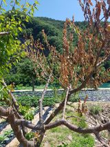 팜모닝 자유주제·자유게시판 게시글 이미지