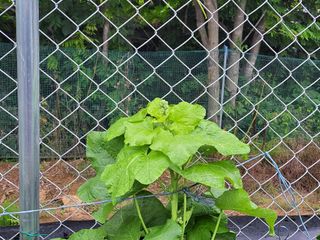 북극성짱님의 기타작물 · 자유게시판 작성글 사진