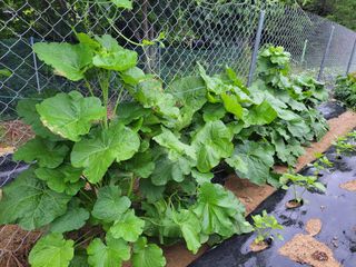 북극성짱님의 기타작물 · 자유게시판 작성글 사진