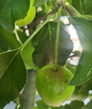 김나영님의 사과 · 병해충상담 작성글 사진