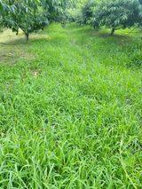 팜모닝 최고의 제초제는 무엇인가요?·참여 게시글 이미지