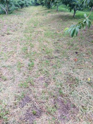 ahnda님의 최고의 제초제는 무엇인가요? · 참여 작성글 사진