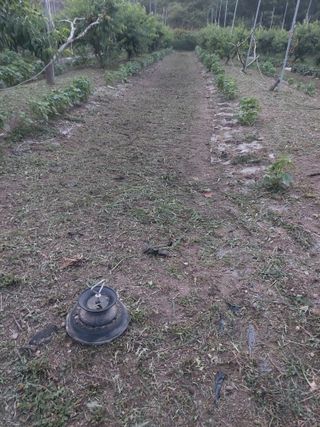 ahnda님의 최고의 제초제는 무엇인가요? · 참여 작성글 사진