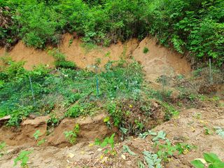 김서운님의 들깨 · 자유게시판 작성글 사진