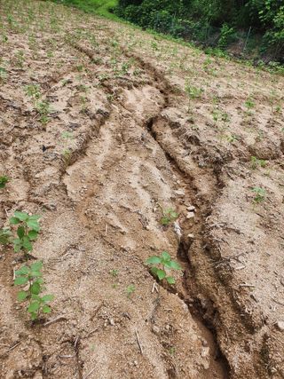 김서운님의 들깨 · 자유게시판 작성글 사진