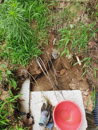 김서운님의 들깨 · 자유게시판 작성글 사진