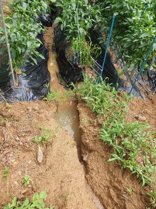 김서운님의 들깨 · 자유게시판 작성글 사진