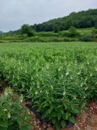 론멜님의 참깨 · 자유게시판 작성글 사진