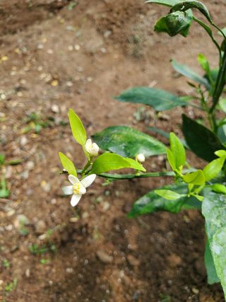 서정훈 님의 귤 · 병해충상담 작성글 사진