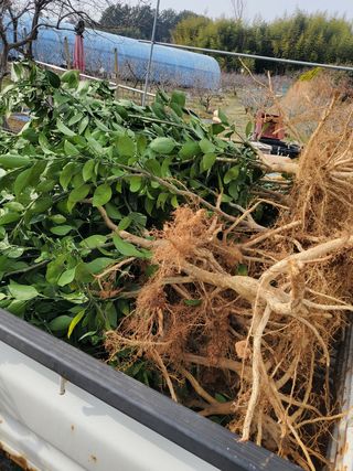 서정훈 님의 귤 · 병해충상담 작성글 사진