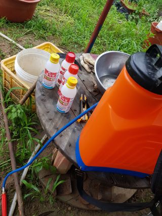 정석구님의 들깨 · 자유게시판 작성글 사진