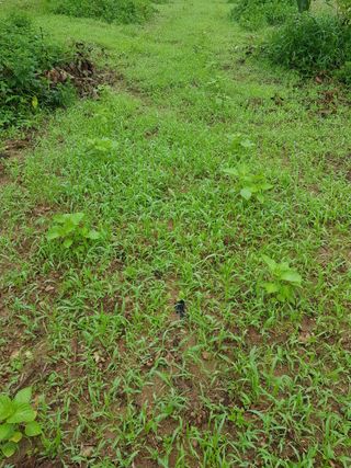 정석구님의 들깨 · 자유게시판 작성글 사진