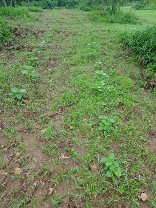 정석구님의 들깨 · 자유게시판 작성글 사진