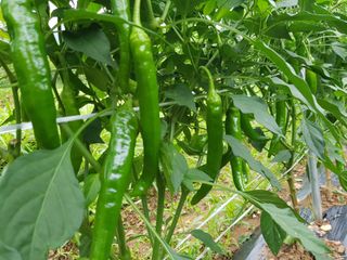 정석구님의 기타작물 · 자유게시판 작성글 사진