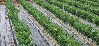 수여농장님의 고추 · 영농일지 작성글 사진