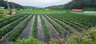 수여농장님의 고추 · 영농일지 작성글 사진