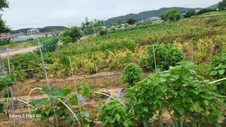 이미경님의 자유주제 · 자유게시판 작성글 사진