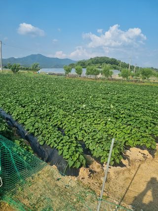 잔디밭이좋다님의 고구마 · 영농일지 작성글 사진