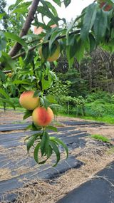 팜모닝 복숭아·자유게시판 게시글 이미지