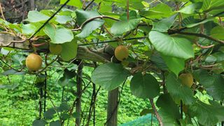 Fly up님의 복숭아 · 자유게시판 작성글 사진