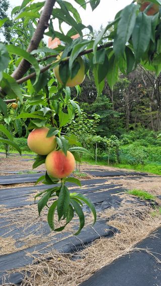 Fly up님의 복숭아 · 영농일지 작성글 사진
