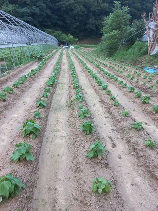 농민님의 기타작물 · 자유게시판 작성글 사진
