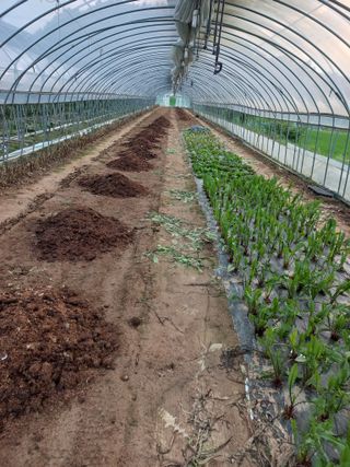 농민님의 기타작물 · 자유게시판 작성글 사진