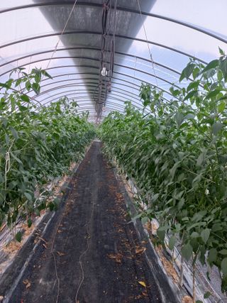 농민님의 기타작물 · 자유게시판 작성글 사진