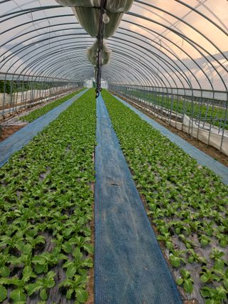 농민님의 기타작물 · 자유게시판 작성글 사진