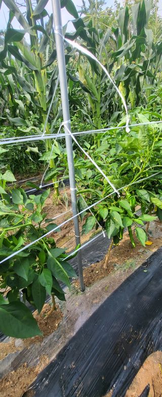 진잠농원님의 자유주제 · 자유게시판 작성글 사진