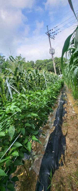 진잠농원님의 자유주제 · 자유게시판 작성글 사진