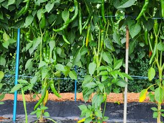 하이킥님의 고추 · 병해충상담 작성글 사진