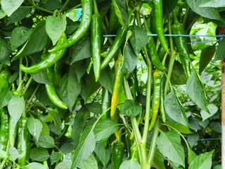 하이킥님의 고추 · 병해충상담 작성글 사진