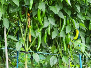 하이킥님의 고추 · 병해충상담 작성글 사진