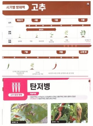 대산농사대장님의 고추 · 병해충상담 작성글 사진