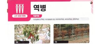 대산농사대장님의 고추 · 병해충상담 작성글 사진