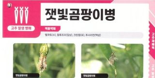 대산농사대장님의 고추 · 병해충상담 작성글 사진