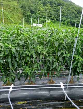 그린톡톡 오계상님의 고추 · 일상 작성글 사진