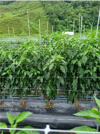 그린톡톡 오계상님의 고추 · 일상 작성글 사진